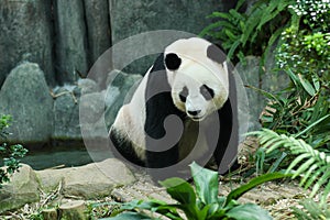 Giant Panda