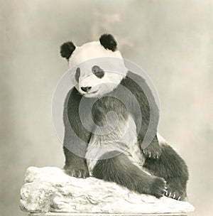 Giant panda