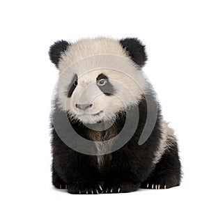 Giant Panda (6 months) - Ailuropoda melanoleuca