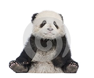 Giant Panda (6 months) - Ailuropoda melanoleuca photo