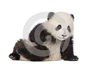 Giant Panda (6 months) - Ailuropoda melanoleuca