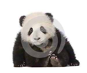 Giant Panda (6 months) - Ailuropoda melanoleuca