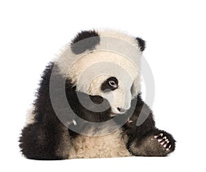 Giant Panda (6 months) - Ailuropoda melanoleuca