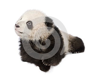 Giant Panda (6 months) - Ailuropoda melanoleuca