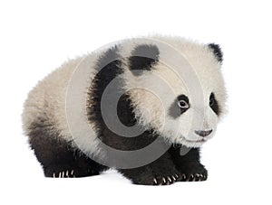 Giant Panda (6 months) - Ailuropoda melanoleuca