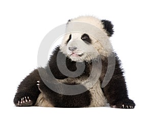 Giant Panda (6 months) - Ailuropoda melanoleuca