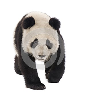 Giant Panda (6 months) - Ailuropoda melanoleuca