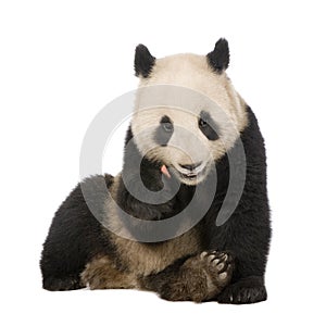 Giant Panda (6 months) - Ailuropoda melanoleuca