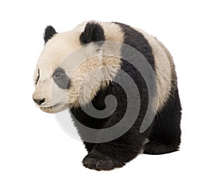 Giant Panda (6 months) - Ailuropoda melanoleuca