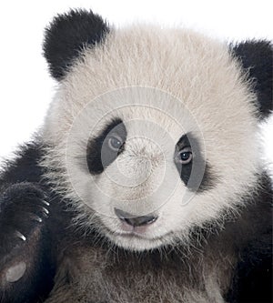 Giant Panda (6 months) - Ailuropoda melanoleuca photo