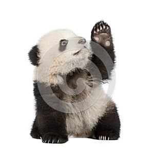 Giant Panda (6 months) - Ailuropoda melanoleuca photo