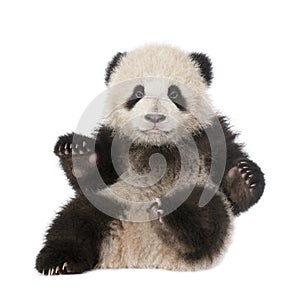 Giant Panda (6 months old) - Ailuropoda melanoleuc