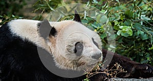 Giant Panda