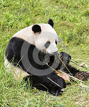 Giant panda