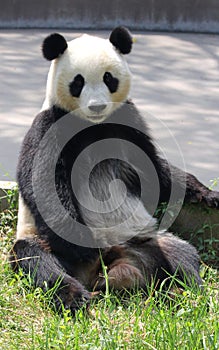 Giant Panda