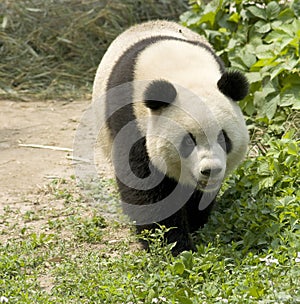 Giant Panda