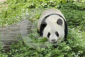 Giant Panda