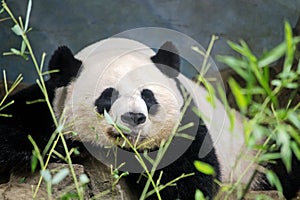 Giant Panda