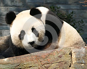 Giant panda Adelaide Zoo photo