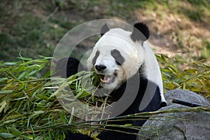 Giant panda Ailuropoda melanoleuca.