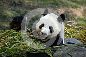 Giant panda Ailuropoda melanoleuca.