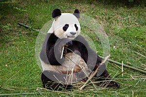 Giant panda Ailuropoda melanoleuca.