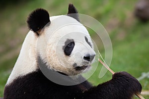 Giant panda Ailuropoda melanoleuca.