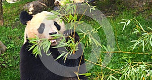 Giant Panda, ailuropoda melanoleuca, Adult eating Bamboo Branch