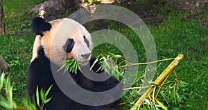 Giant Panda, ailuropoda melanoleuca, Adult eating Bamboo Branch