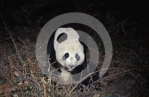 Giant Panda, ailuropoda melanoleuca, Adult siiting, Wolong Reserve in China