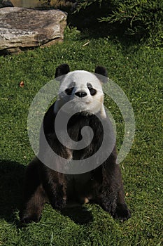 Giant Panda, ailuropoda melanoleuca, Adult sitting