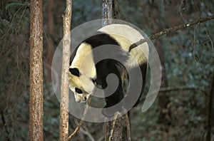 Giant Panda, ailuropoda melanoleuca, Adult standing on Branch, Wolong Reserve in China