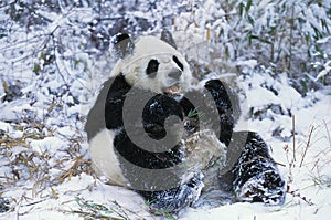 Giant Panda, ailuropoda melanoleuca, Adult standing on Snow, Wolong Reserve in China