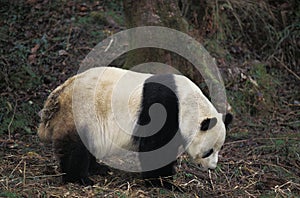 Giant Panda, ailuropoda melanoleuca, Adult, Wolong Reserve in China