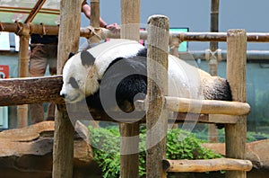 The giant panda Ailuropoda melanoleuca, also known as panda bear.