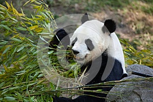 Giant panda Ailuropoda melanoleuca.