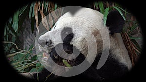 Giant panda ailuropoda melanoleuca seen through binoculars. Watching animals at wildlife safari