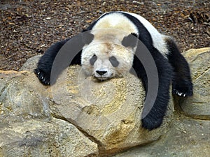 Sleeping giant panda slumped on a rock photo