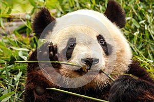 Giant Panda