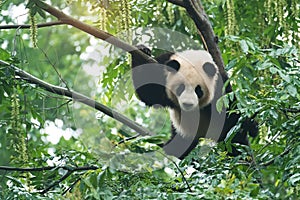 Giant panda baby over the tree.