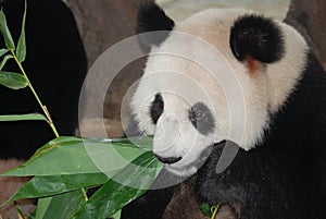 Giant panda bear