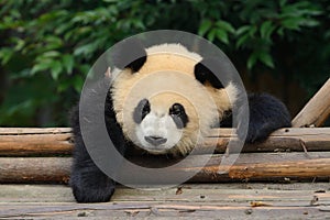 Giant panda bear