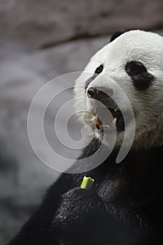 Giant panda bear ( Ailuropoda melanoleuca) eating bamboo