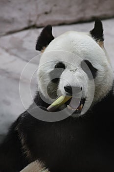 Giant panda bear ( Ailuropoda melanoleuca) eating bamboo