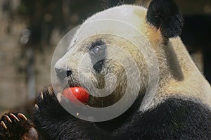 Giant panda bear Basi eats red apple