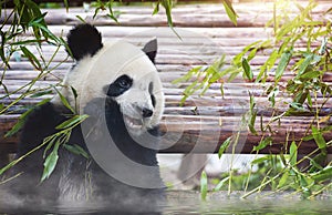 Giant panda bear bathing and eating bamboo in the sun