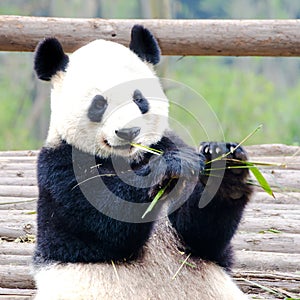 Panda Bear eating bamboo, cute Giant Panda Bear, Chengdu, China