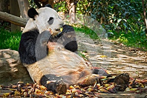 Giant panda bear in China