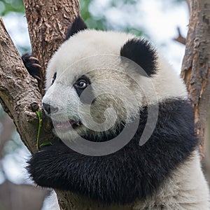 Giant panda bear climbing in tree