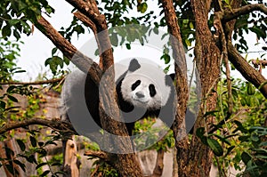 Giant panda bear climbing in tree